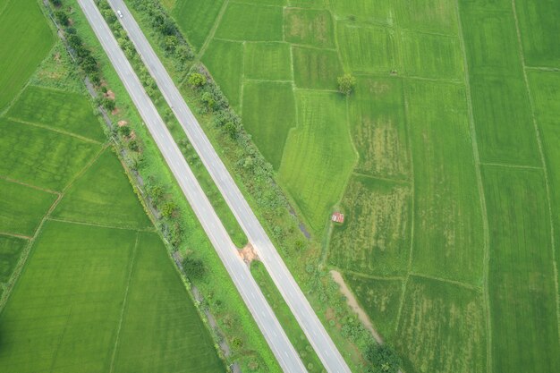 Vista superior de la carretera de asfalto en medio de campos de arroz jóvenes verdes