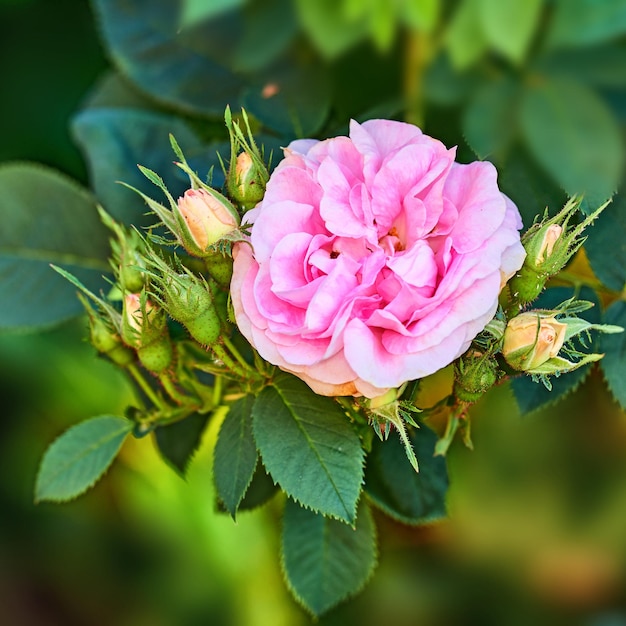 Vista superior de cerca de una hermosa rosa rosa que crece en un árbol en un jardín trasero en primavera Zoom de una bonita planta floreciente que florece entre hojas y vegetación en un parque natural o prado