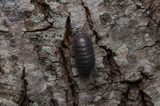 Vista superior de una cochinilla negra sobre el tronco de un árbol