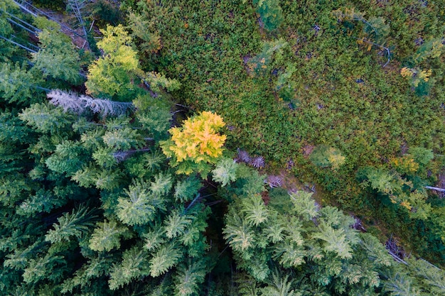 Vista superior de las colinas de las montañas oscuras cubiertas con parches desnudos de pinos forestales cortados como resultado del proceso de deforestación Hermoso bosque salvaje en peligro