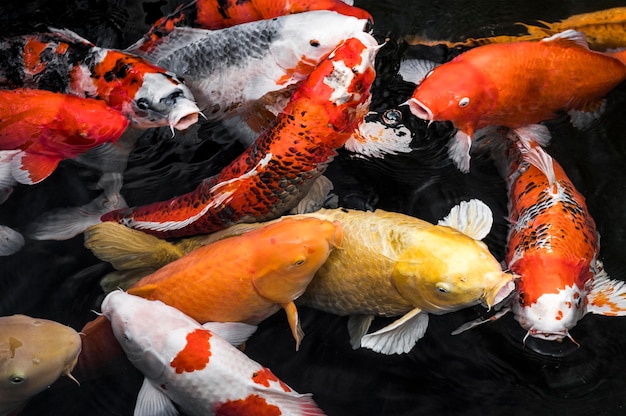 Foto vista superior de coloridos peces koi