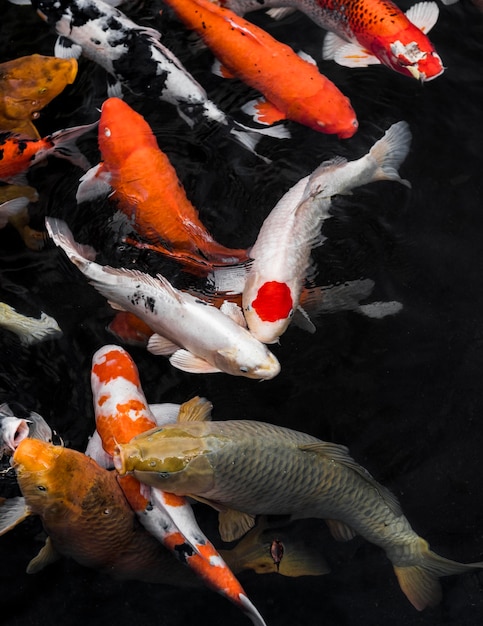 Foto vista superior de coloridos peces koi