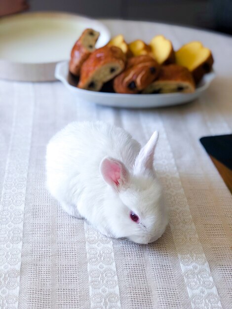 Foto vista superior del conejito de pascua blanco sobre la mesa.