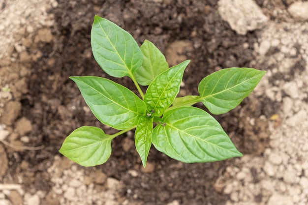 Vista superior del cultivo de pimiento en el campo agrícola