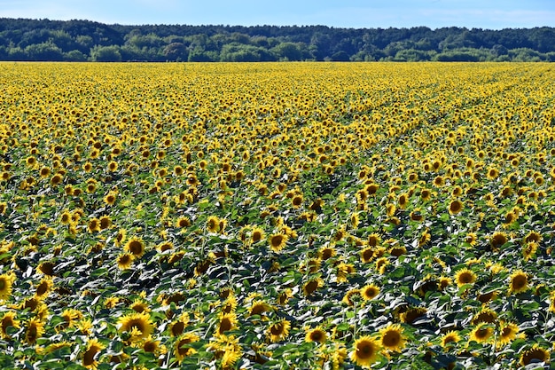 vista superior de cultivos de girasol en campos agrícolas