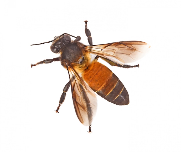 Vista superior da abelha isolada no fundo branco