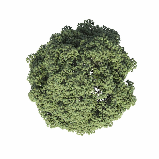 vista superior da árvore, isolada no fundo branco, ilustração 3D, cg render