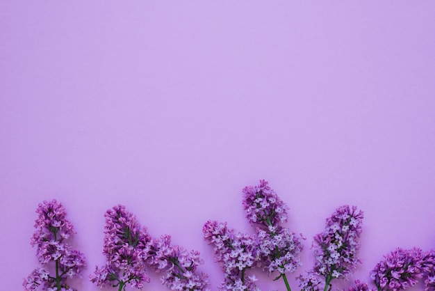 Vista superior da colocação de flores lilás sobre o espaço da cópia da mesa em um fundo roxo A primavera chegou