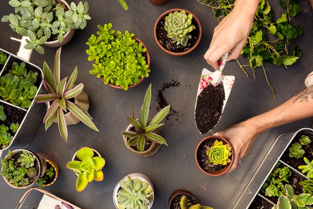 Foto vista superior da composição das plantas em vasos