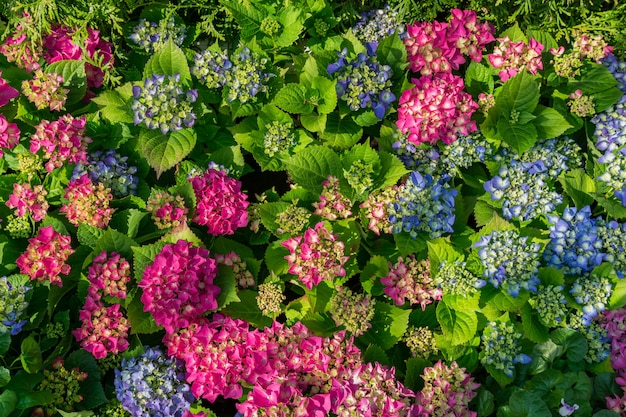 Vista superior da flor de hortênsia florescendo rosa e azul. Fundo floral natural com espaço de cópia