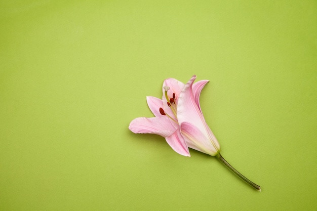 Vista superior da flor natural do lírio com delicadas pétalas de rosa colocadas sobre um fundo verde