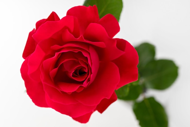 vista superior da flor rosa