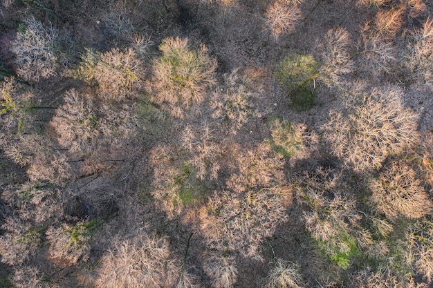 Vista superior da floresta de árvores decíduas no início da primavera
