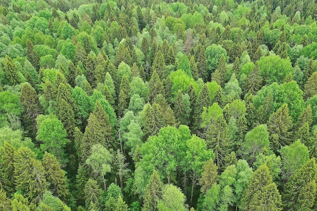 vista superior da floresta, vista panorâmica da paisagem da floresta de verão com vista aérea quadrocopter
