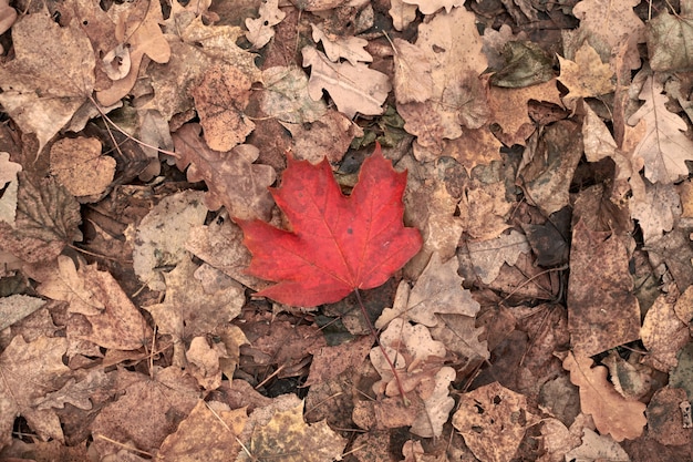 Vista superior da folha vermelha de outono