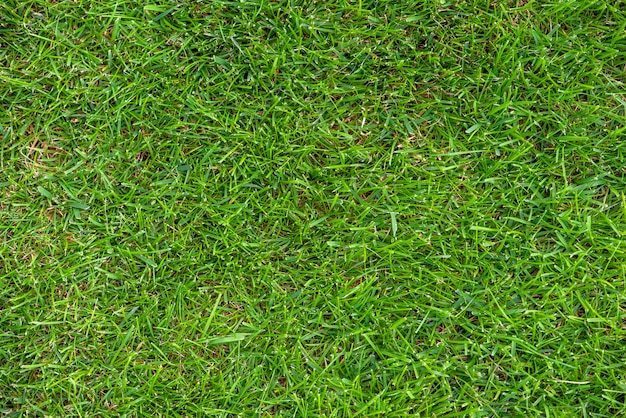 Vista superior da grama verde com gramado cortado