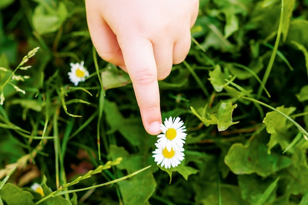 Vista superior da mão da criança tocando a flor da margarida ou camomila em uma grama.