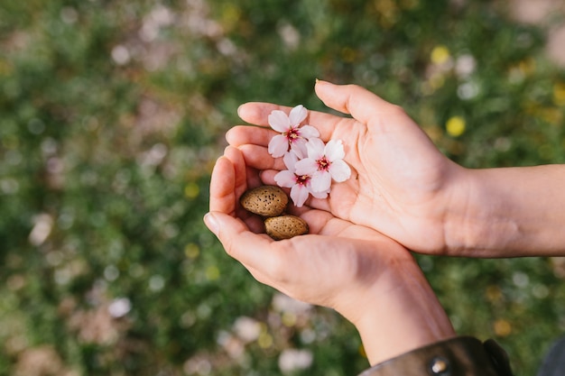 Vista superior da mulher segurando conchas de amêndoa e flores de amêndoa nas palmas das mãos no campo. início surpreendente da primavera. foco seletivo nas mãos dela.