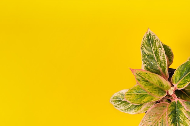 Vista superior da pequena planta verde Aglaonema Salmon Fantasy em fundo amarelo com espaço de cópia