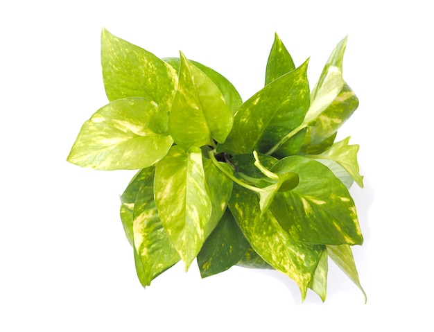 Vista superior da planta trepadeira Pothos dourado isolado no fundo branco. Forma de coração de folha natural.