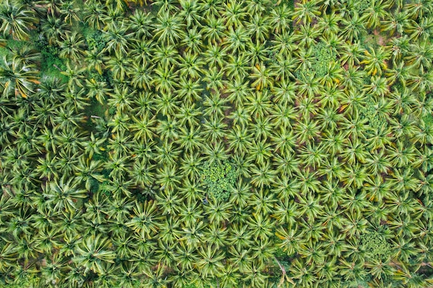 Vista superior da plantação de palmeiras de coco crescendo na zona rural