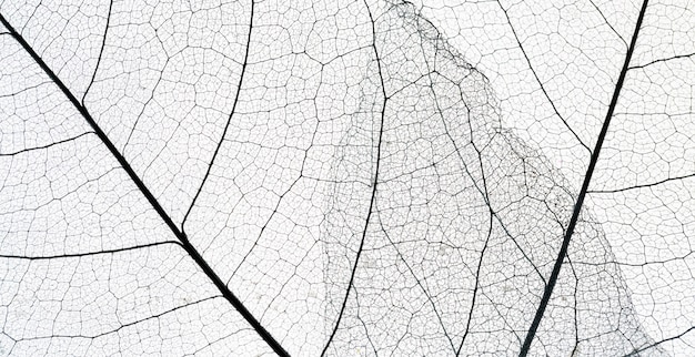 Foto vista superior da textura de folha transparente