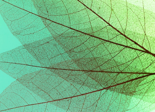 Vista superior da textura de folhas translúcidas