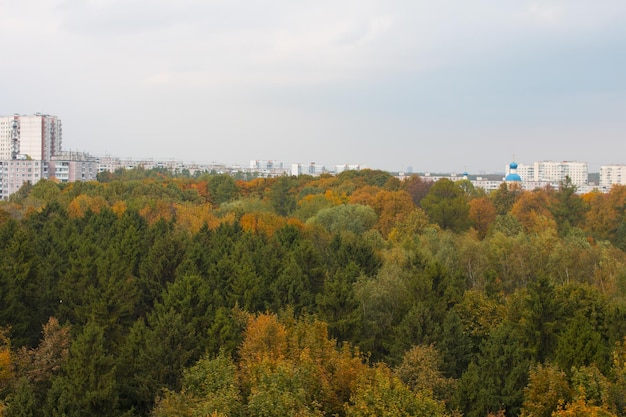 Vista superior das árvores de outono Árvore amarelada coroa o outono dourado