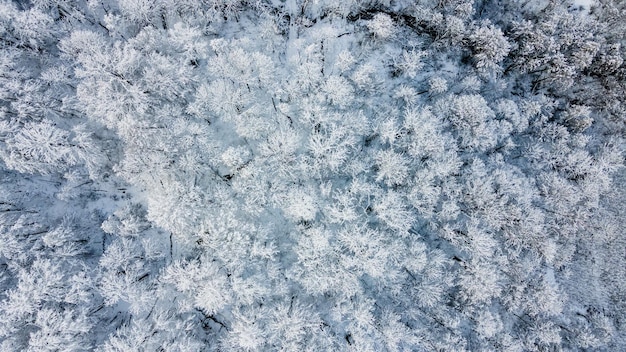 Vista superior das coroas das árvores cobertas de neve Vista aérea da floresta de inverno após a queda de neve