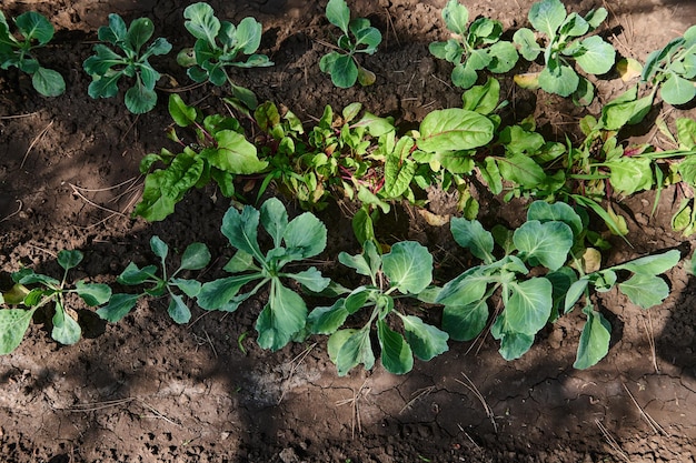 Vista superior das folhas verdes de um repolho jovem crescendo em campo aberto na fazenda ecológica Negócios agrícolas Espaço para cópia