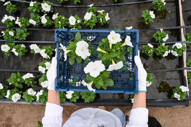 Vista superior das mãos em luvas de trabalho segurando mudas de flores em uma panela em uma caixa plástica trabalhador de berçário em estufa