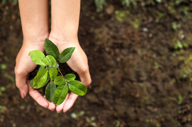 Vista superior das mãos segurando uma planta jovem contra o fundo do solo. Conceito do Dia da Terra com espaço de cópia.