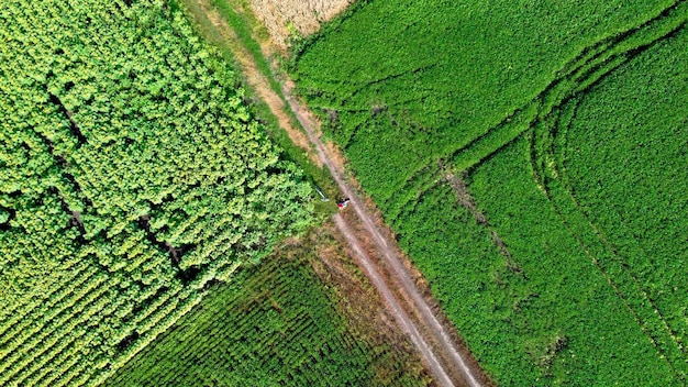 Vista superior de diferentes campos agrícolas campo de trigo amarelo girassol amarelo