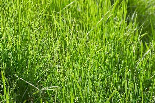 Vista superior de fundo de textura de grama verde do conceito de ideia de jardim de grama brilhante usado para fazer ba verde