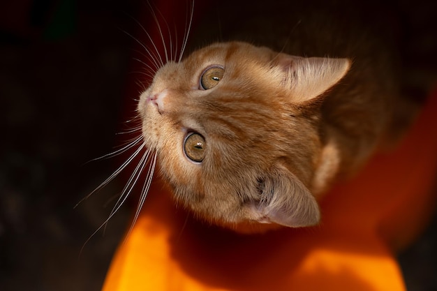 Vista superior de gatinhos ruivos sentados na cadeira laranja