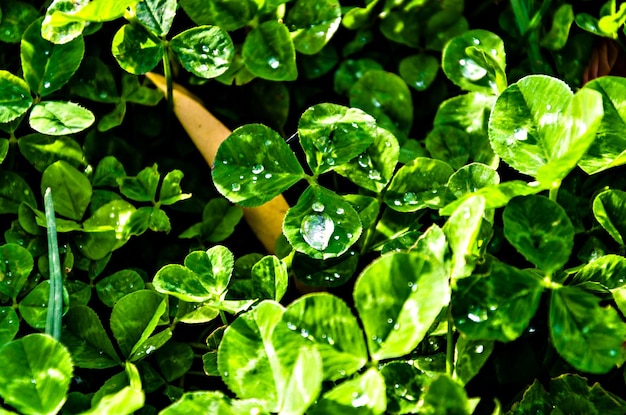 Vista superior de gotas de água nas folhas da planta.