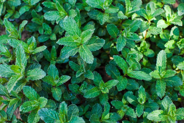 Vista superior de hortelã-pimenta orgânica fresca Bando de brotos de hortelã verde com gotas de água crescendo ao ar livre na primavera