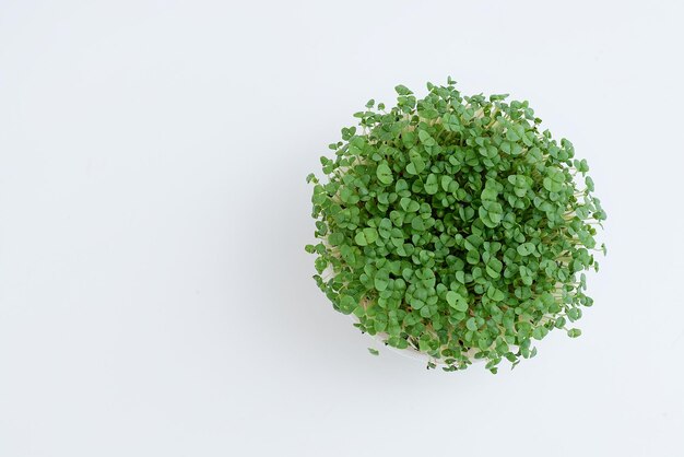 Foto vista superior de microgreens lugar para texto