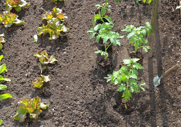 Vista superior de mudas de tomate e pimenta prontas para serem plantadas com alface crescendo no solo de uma horta orgânica