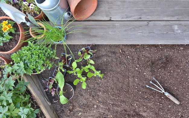 Vista superior de mudas de vegetais e plantas aromáticas no solo a serem plantadas em um jardim