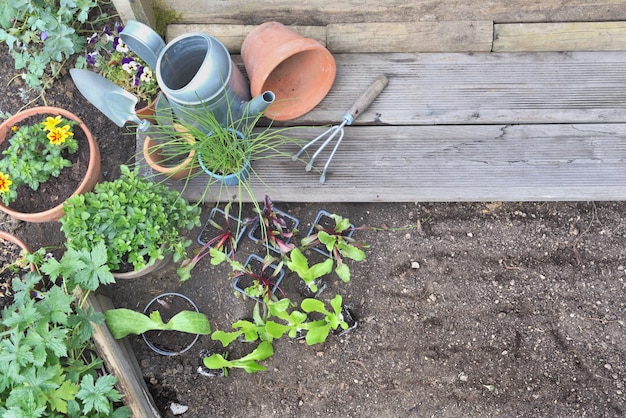 Vista superior de mudas de vegetais e plantas aromáticas