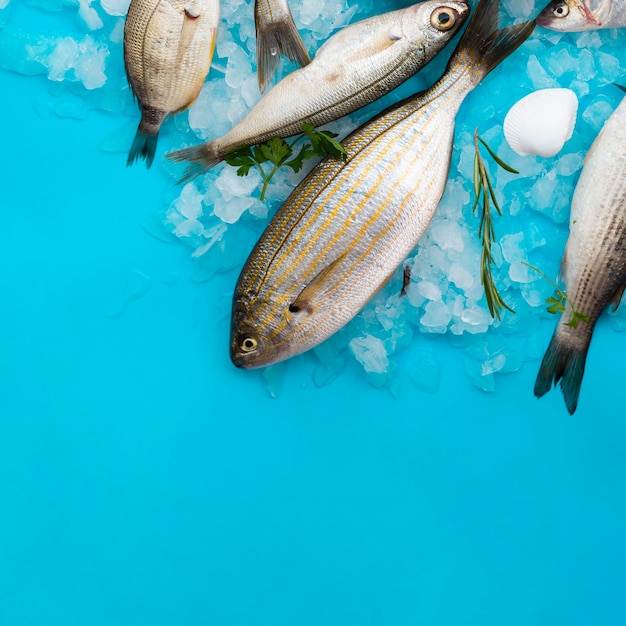 Foto vista superior de peixes frescos com brânquias no gelo
