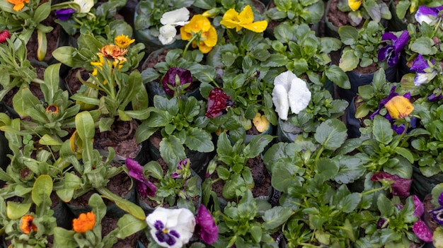 Vista superior de plantas com flores amor-perfeito