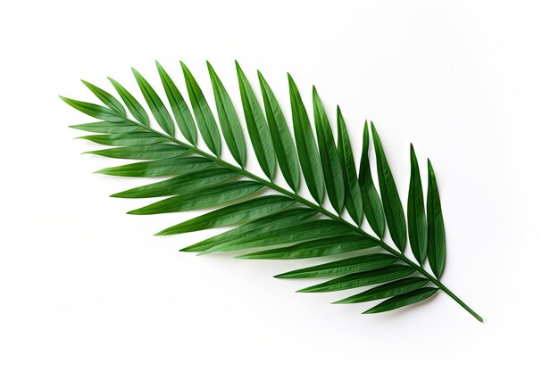 Vista superior de ramos de folhas de palmeira verdes dispostos em estilo plano contra um fundo branco