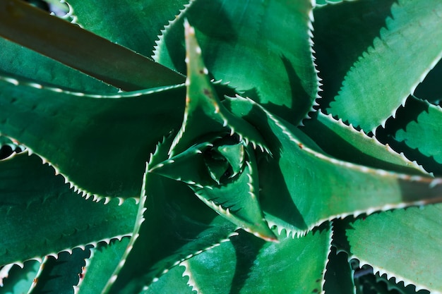 Vista superior de suculentas closeup de agave deixa ideia para plano de fundo ou decoração de espaços urbanos