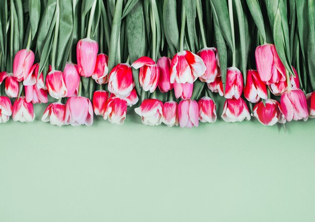 Vista superior de tulipas cor de rosa em fundo verde com espaço livre