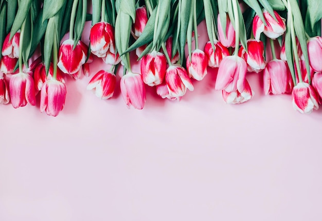 Vista superior de tulipas em fundo rosa com espaço livre para texto