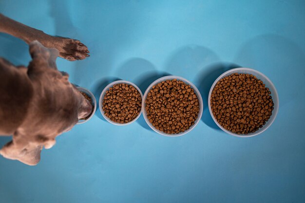 Foto vista superior de um cachorro comendo da menor tigela, em frente a tigelas de vários tamanhos cheias de comida seca para cachorro