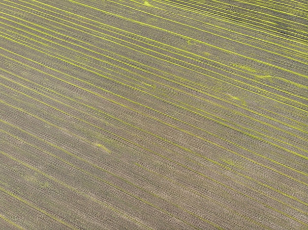 Vista superior de um campo verde cultivado. Plantação semeada com sementes. Vista aérea