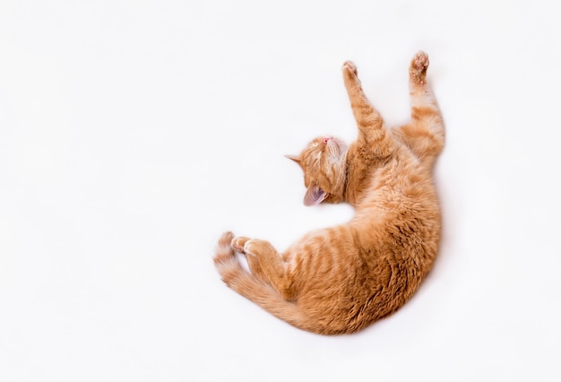 Vista superior de um gato ruivo com patas estendidas